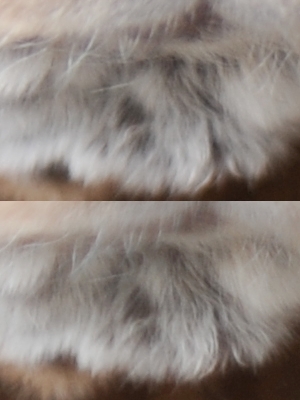 http:  taishimizu.com pictures nikon nikkor s 50mm f1 4 non ai bunny chin 100 percent 50mm comparison.jpg