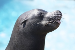 http:  taishimizu.com pictures ny aquarium nikon 80 200 f 2 8 af d sea lion nyaa tongue thumb.jpg